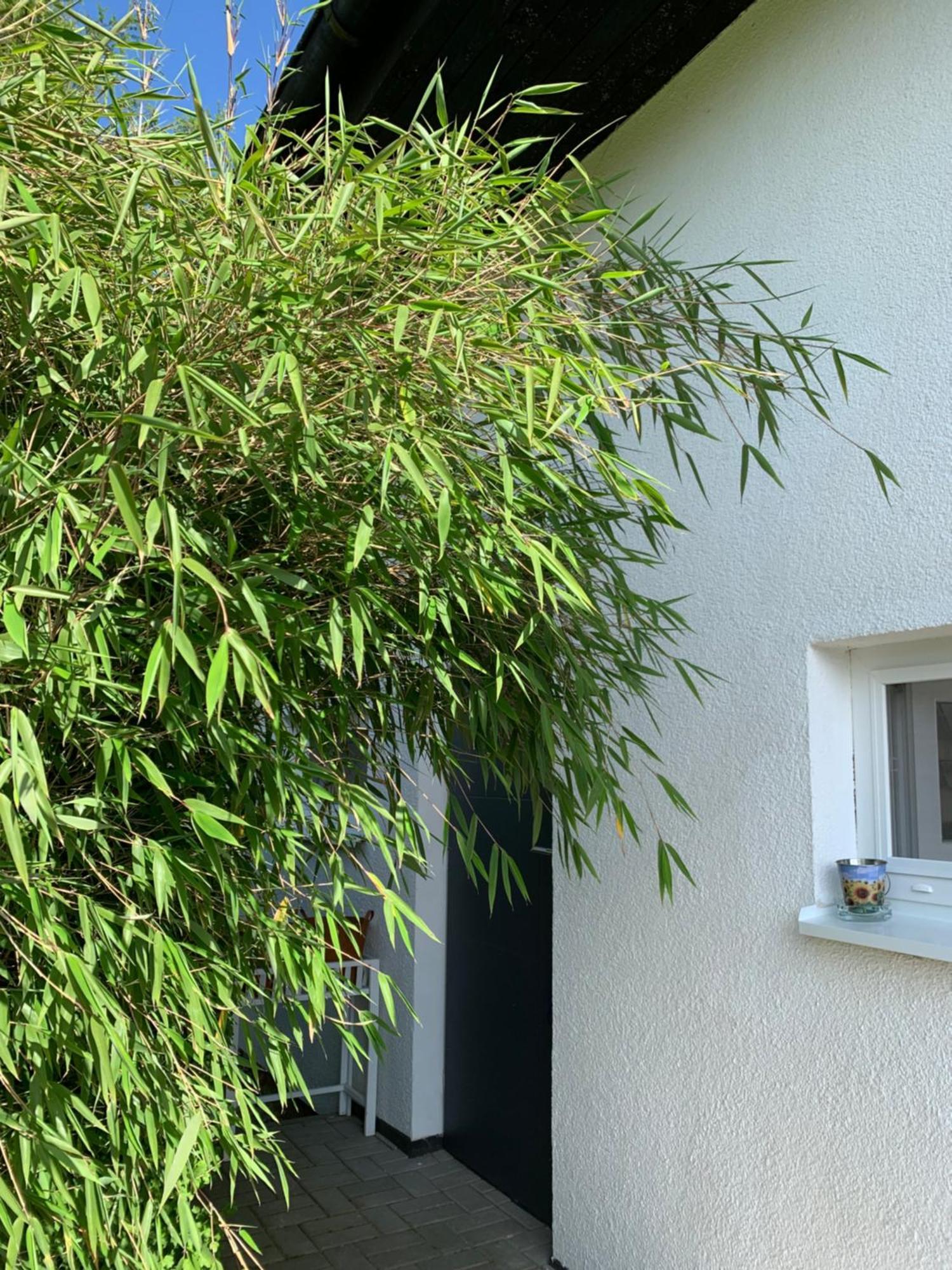 Studiovy Apartman V Zahrade Police nad Metuji Exterior photo